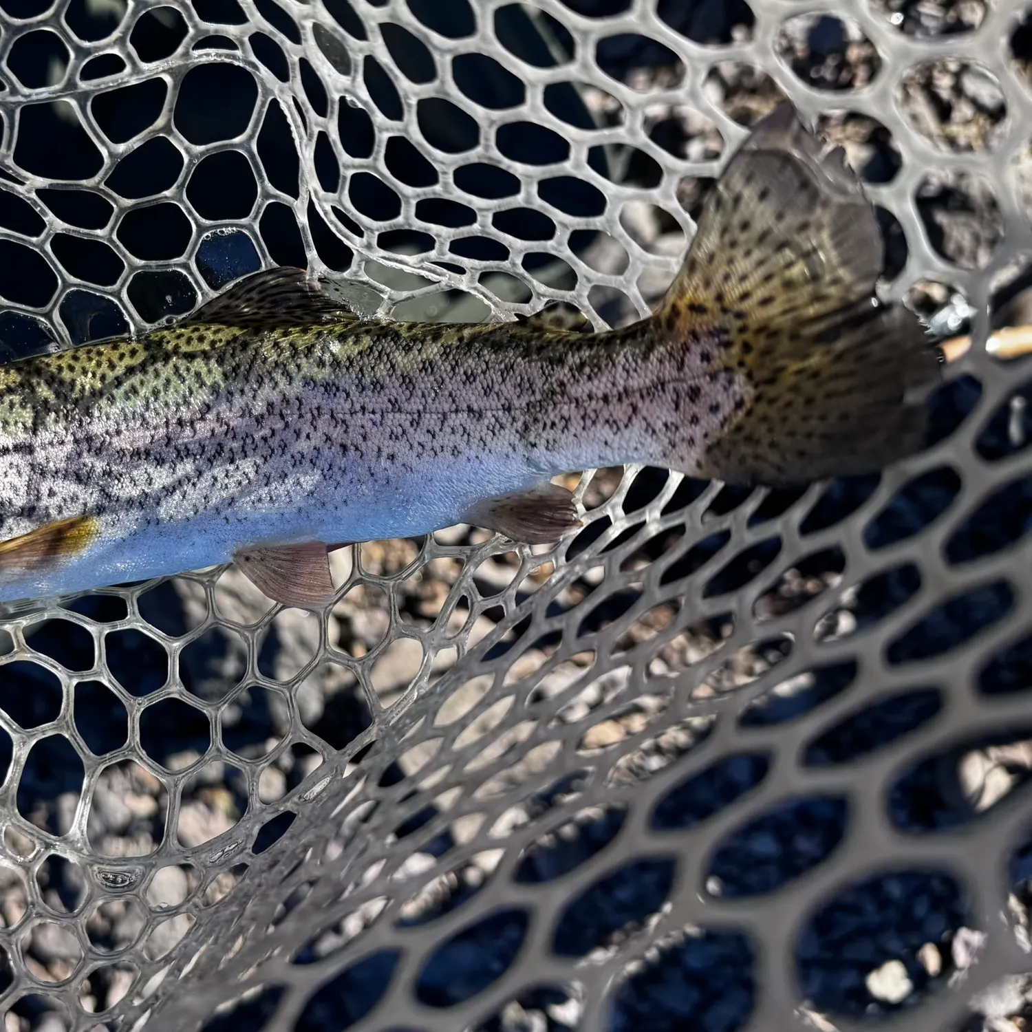 Rainbow trout caught on Fishbrain