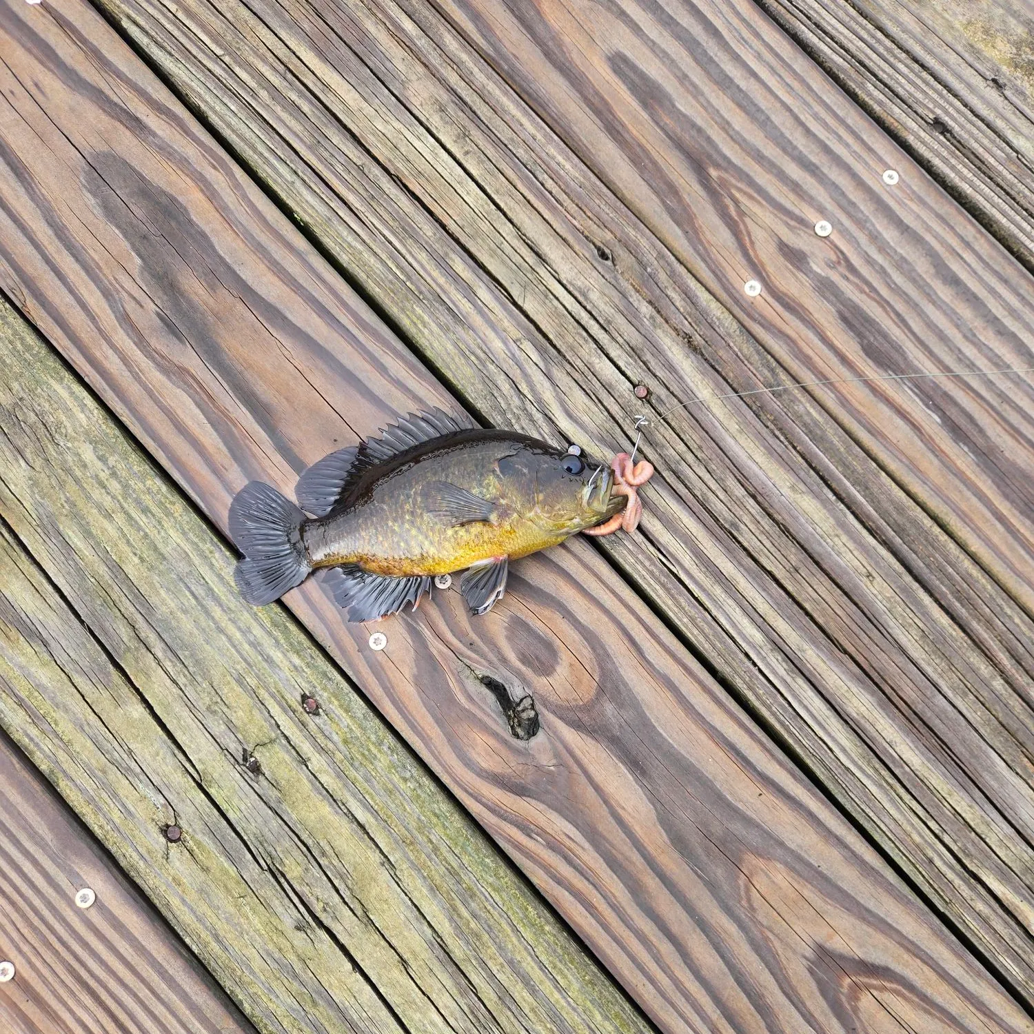 Green sunfish caught on Fishbrain