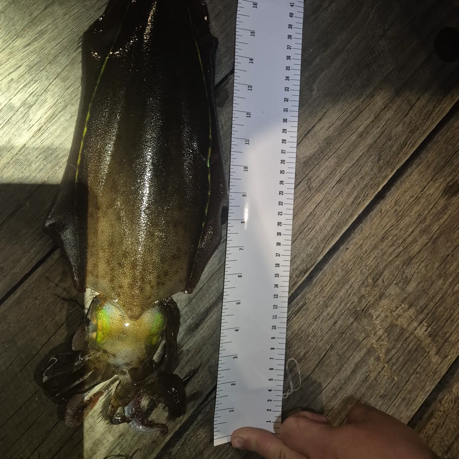 Southern calamari caught on Fishbrain