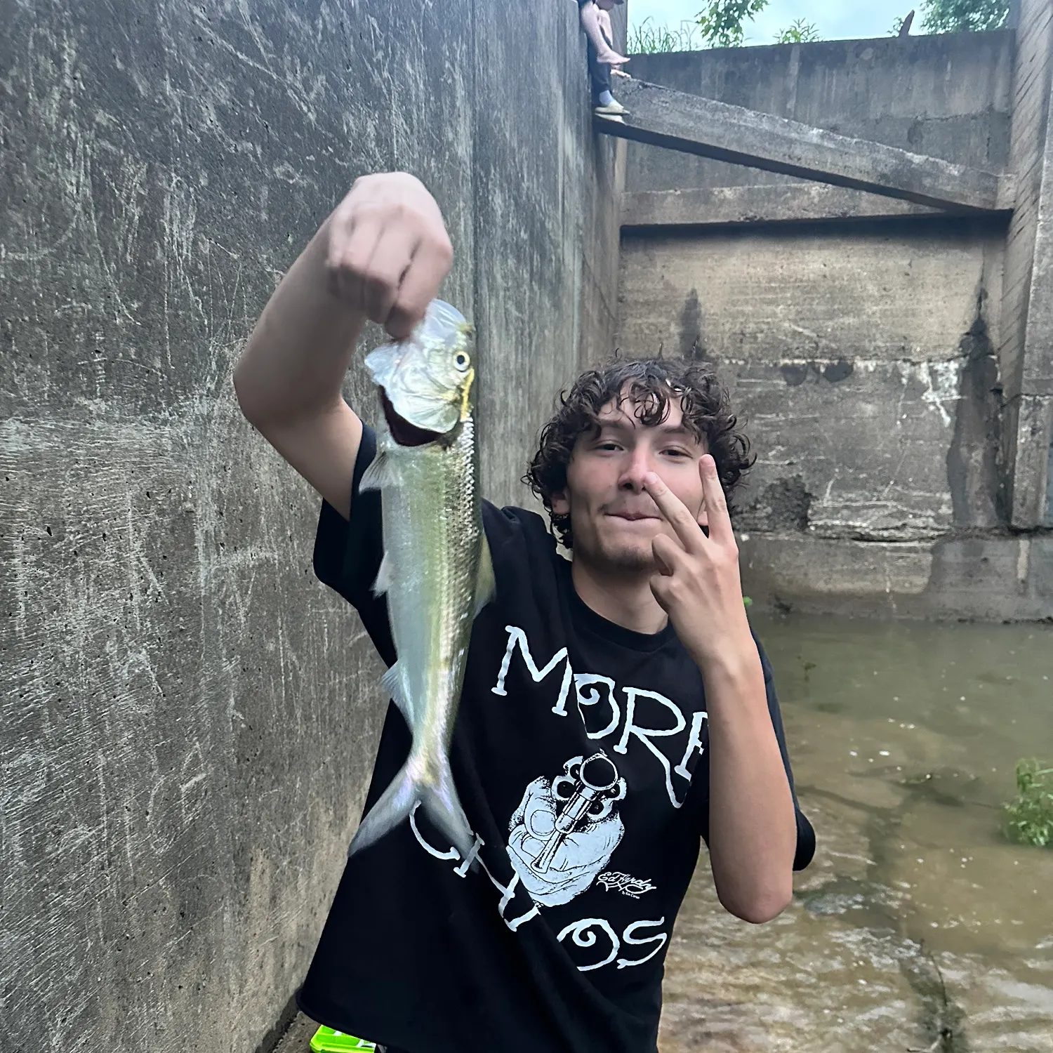 The most recent Skipjack herring catches on Fishbrain