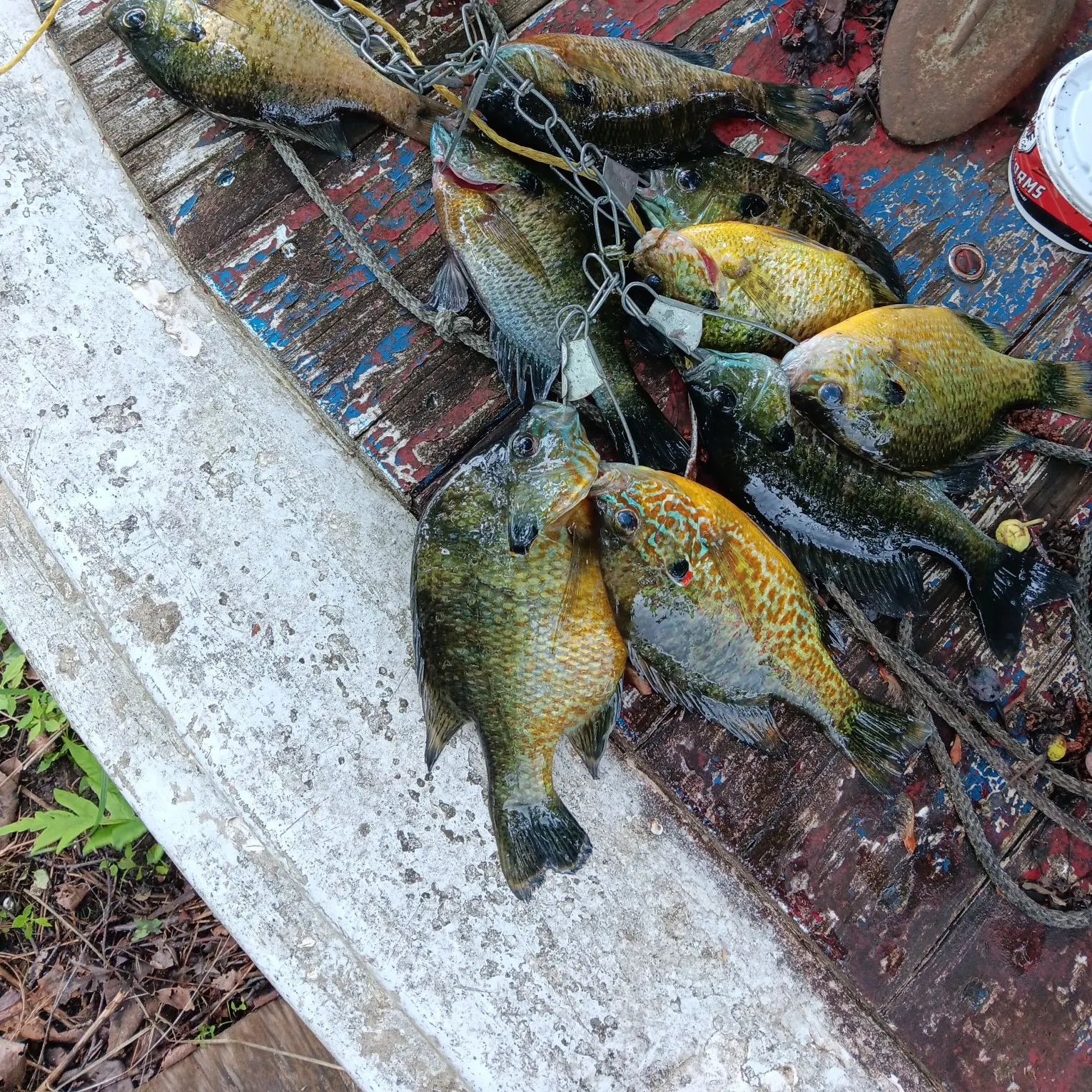 recently logged catches