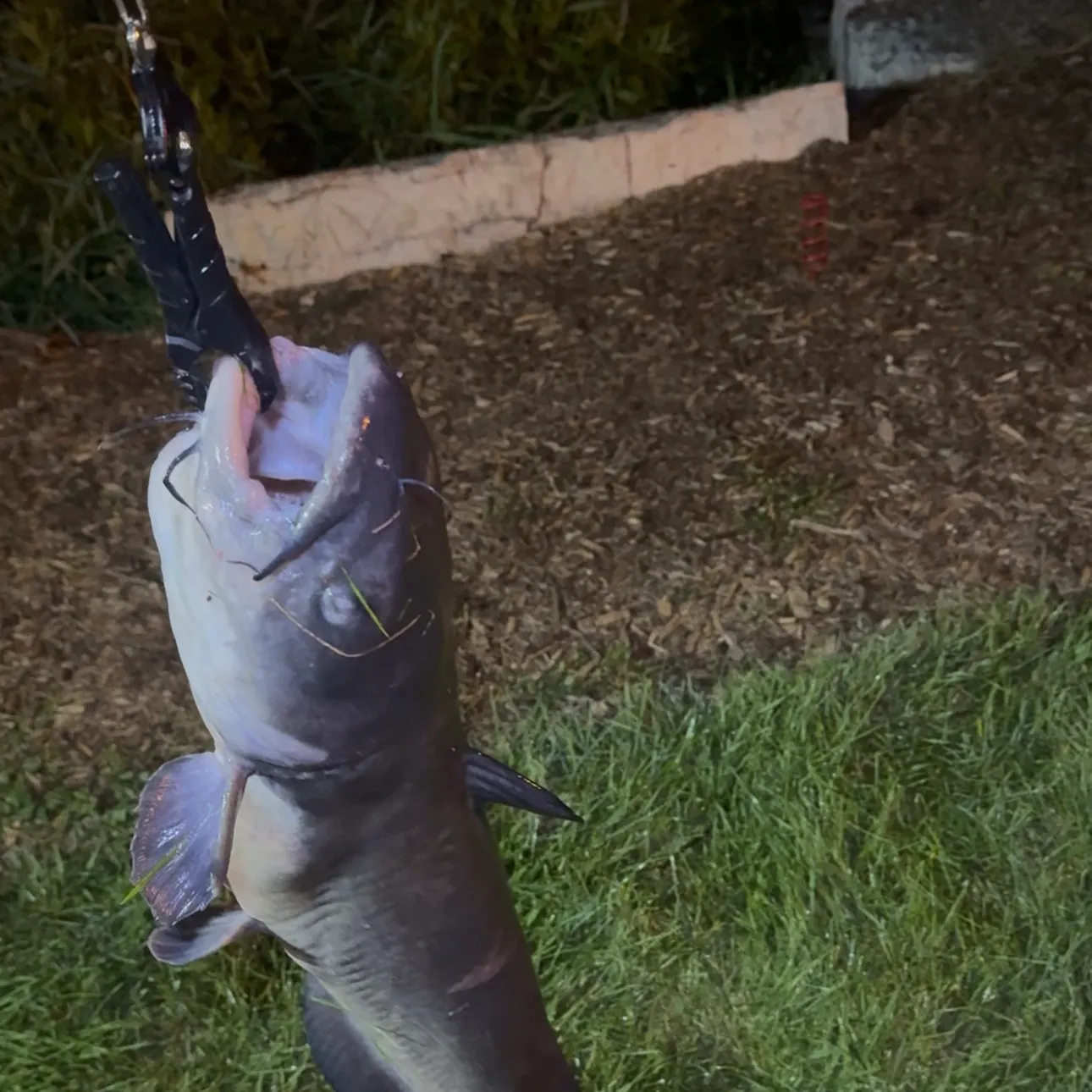 Channel catfish caught on Fishbrain