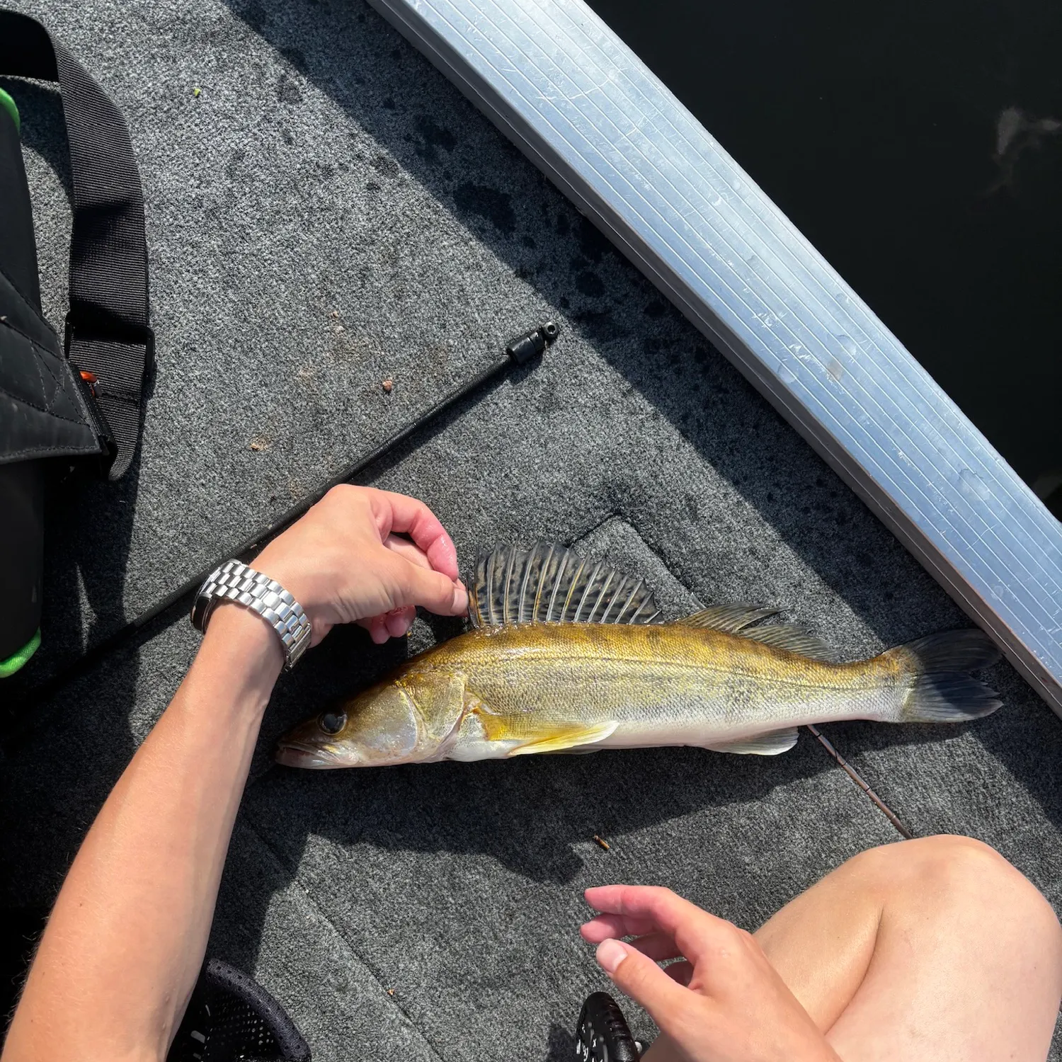 recently logged catches