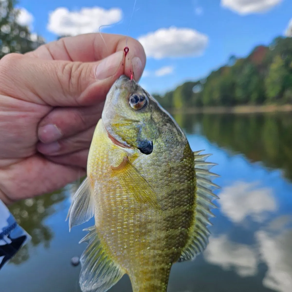 Bluegill caught on Fishbrain