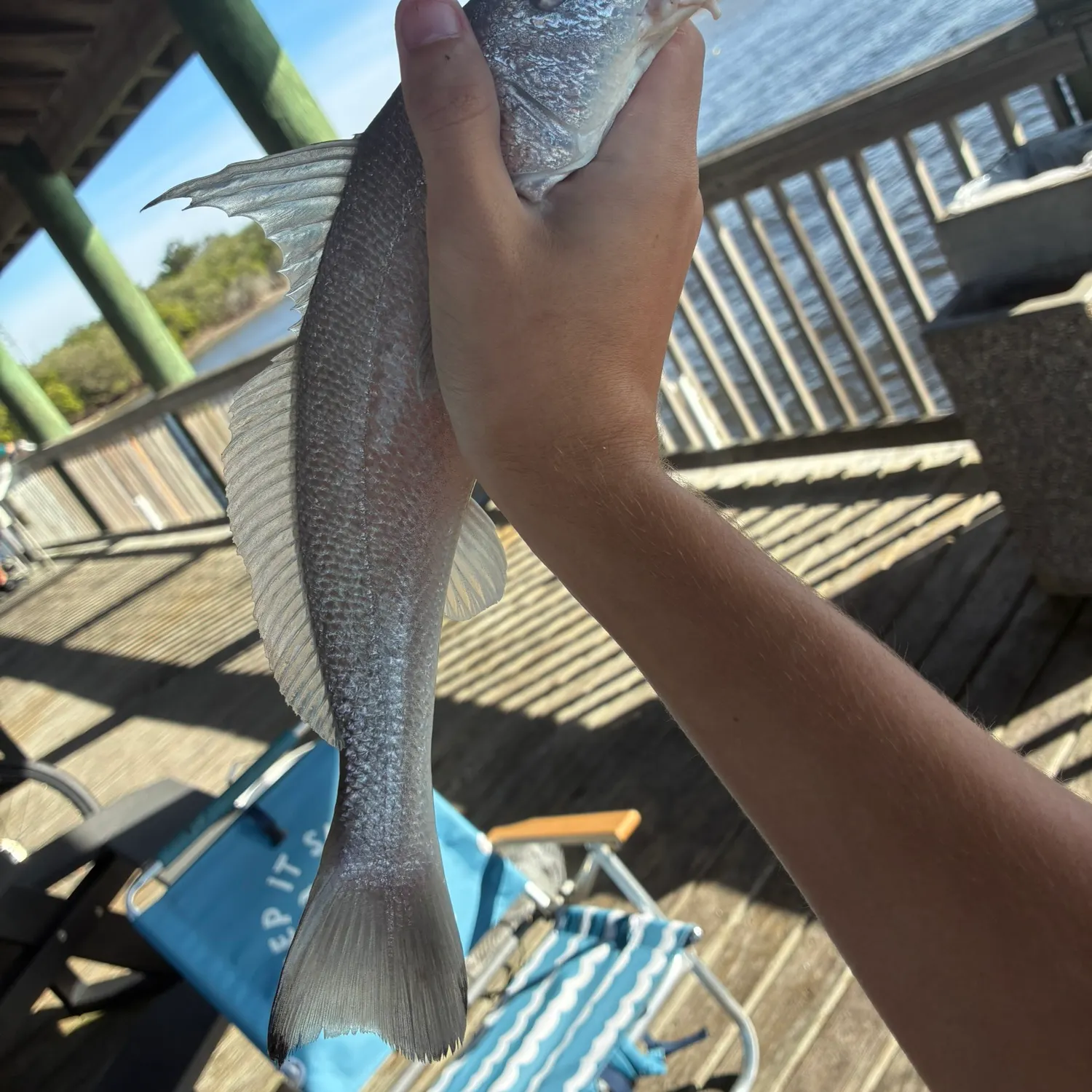 The most recent Gulf kingcroaker catches on Fishbrain