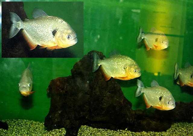 Black spot piranha