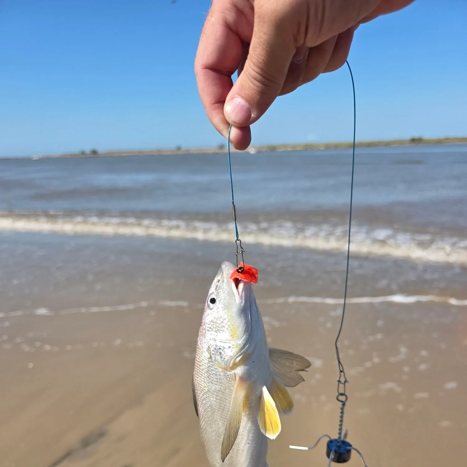 King George whiting caught on Fishbrain