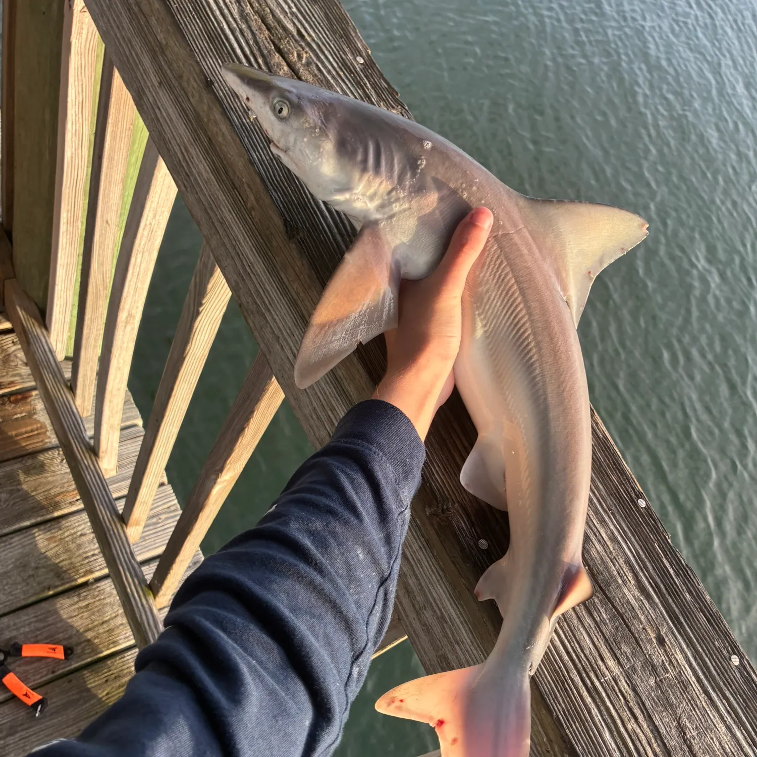 The most recent Sandbar shark catches on Fishbrain
