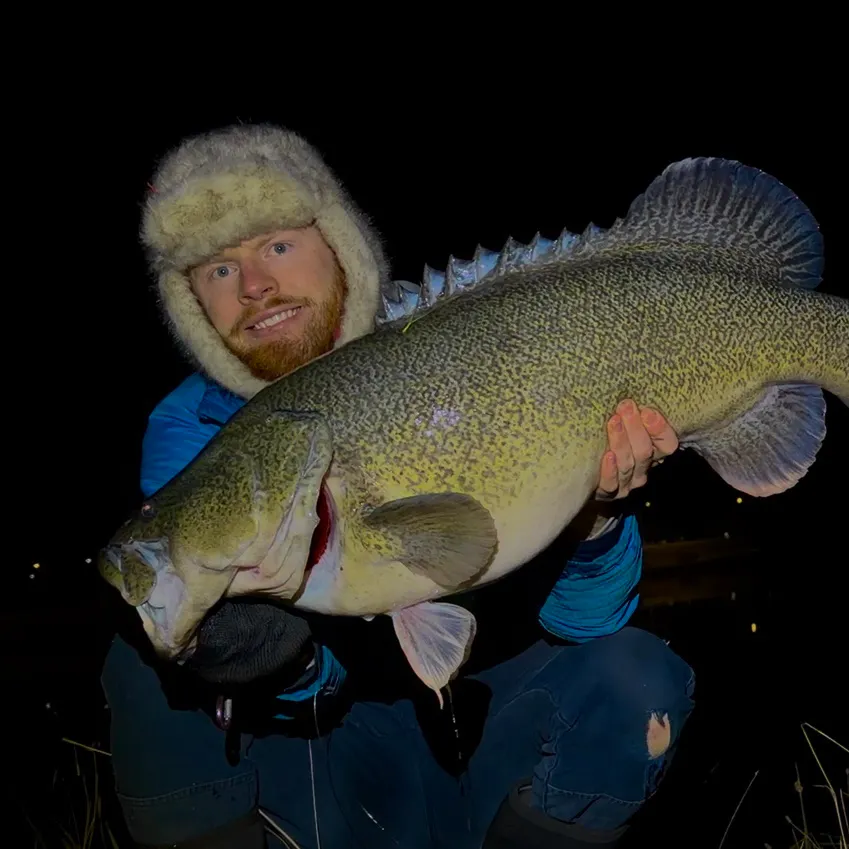The most recent Murray cod catches on Fishbrain