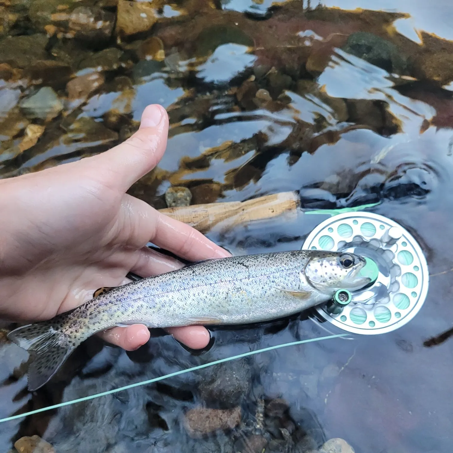 Rainbow trout caught on Fishbrain