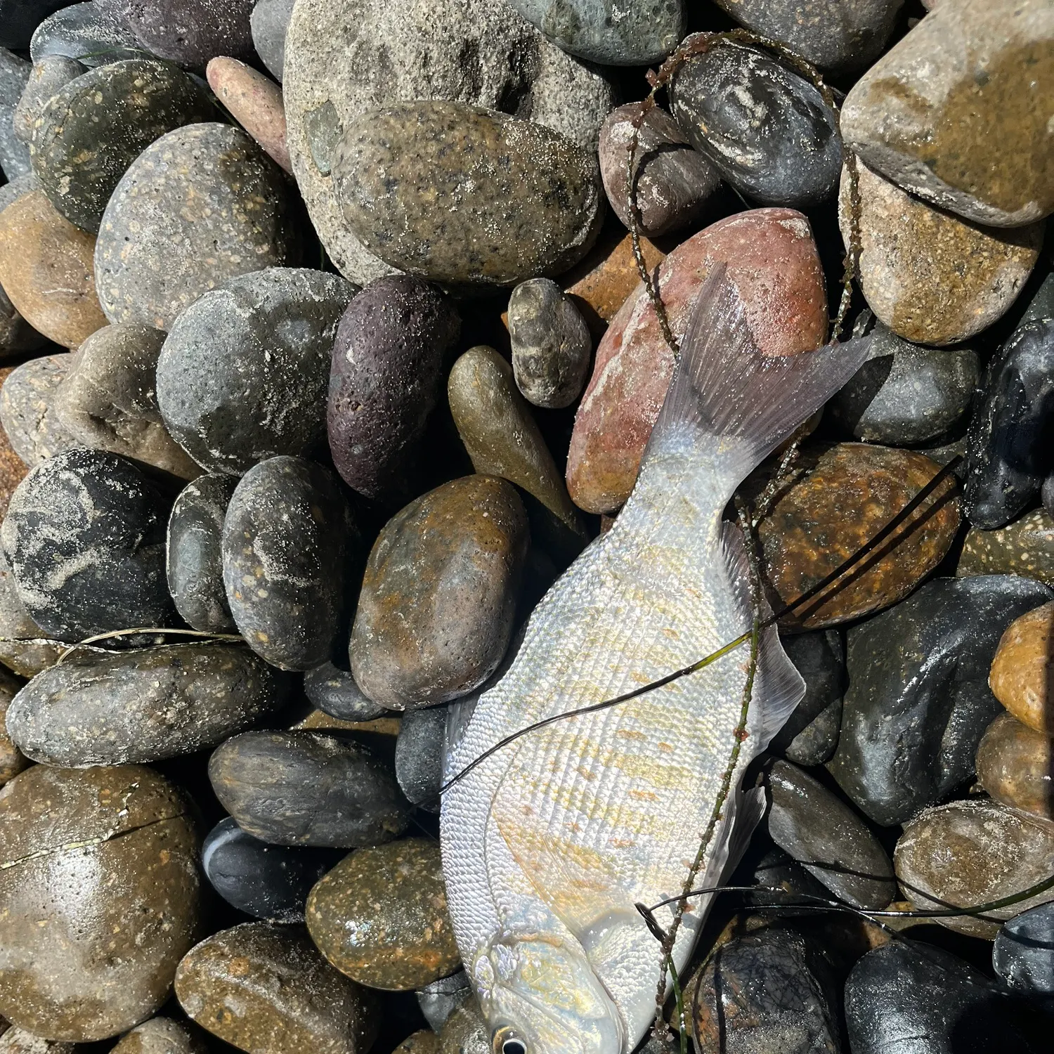 The most recent Barred surfperch catches on Fishbrain