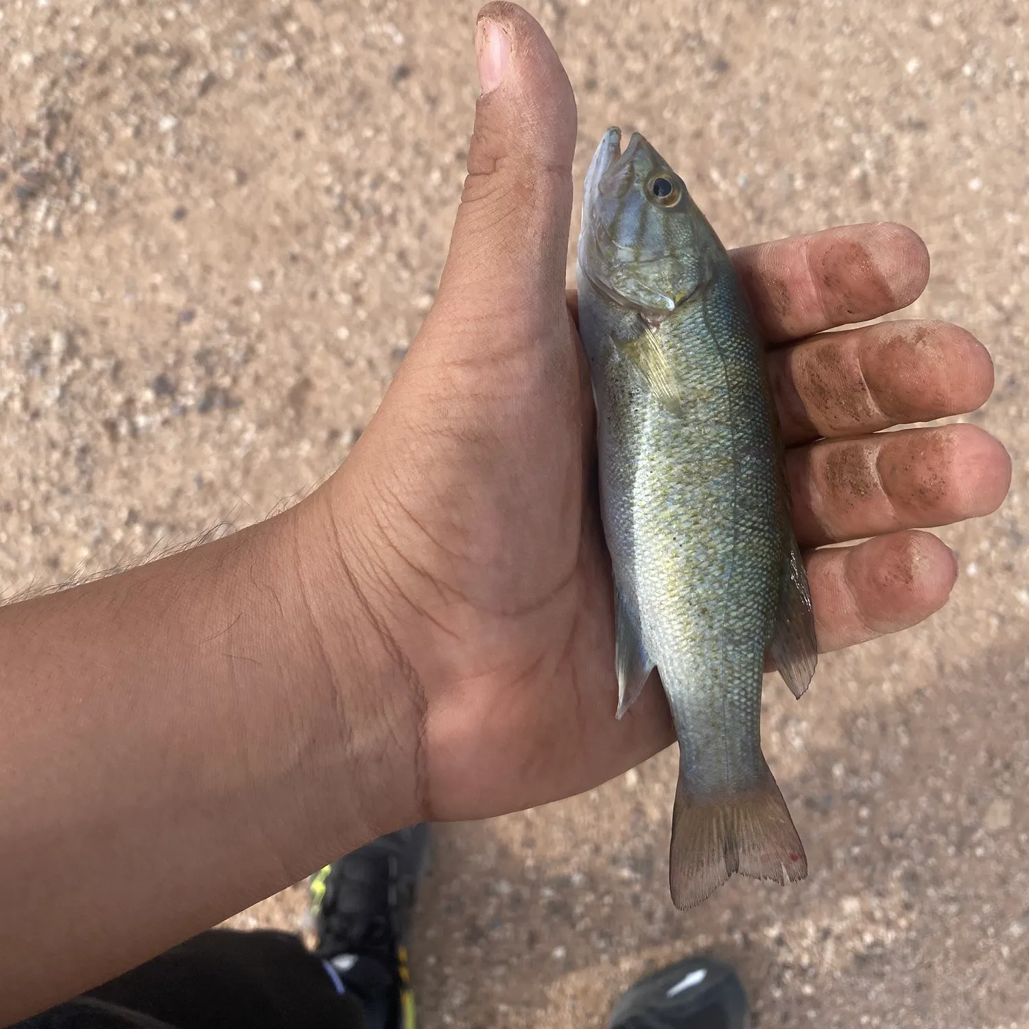Smallmouth bass caught on Fishbrain
