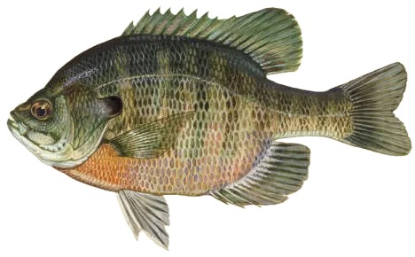 Bluegill