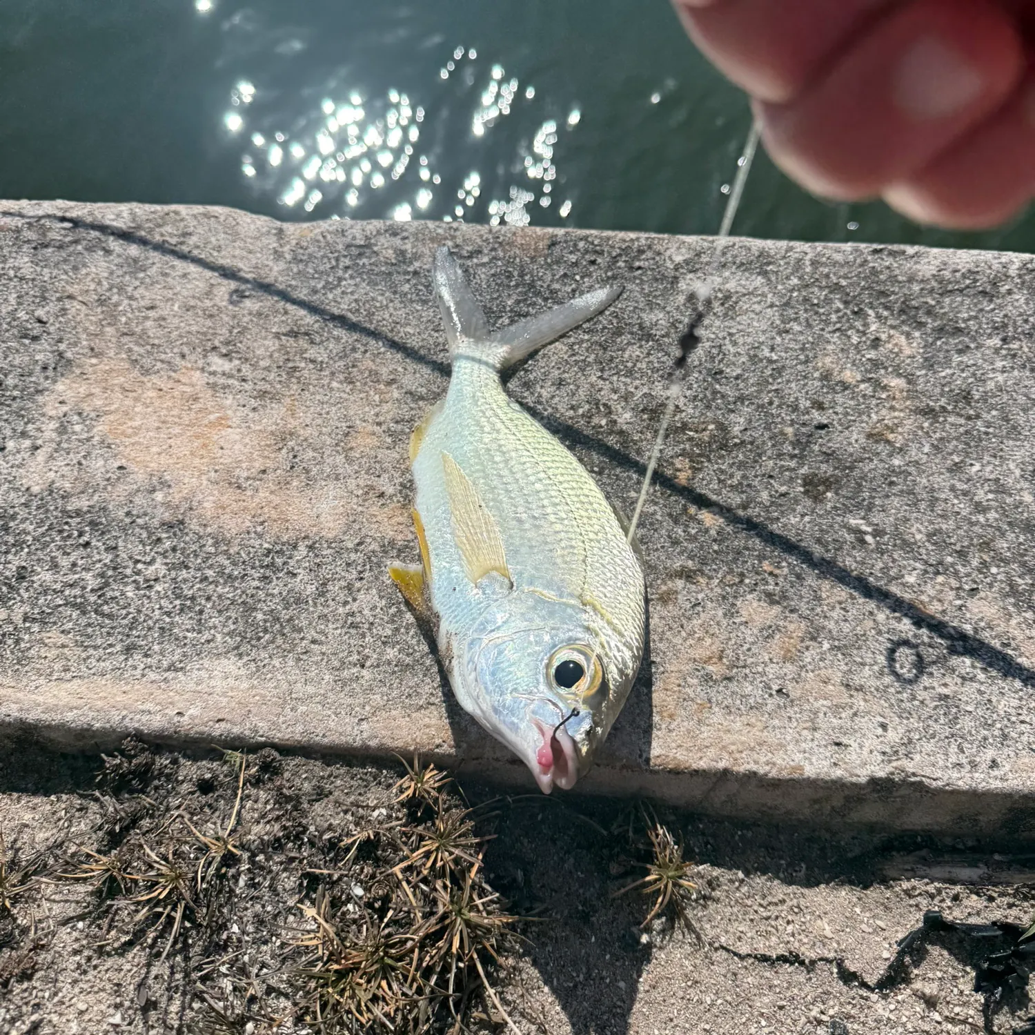 The most recent Yellowfin mojarra catches on Fishbrain
