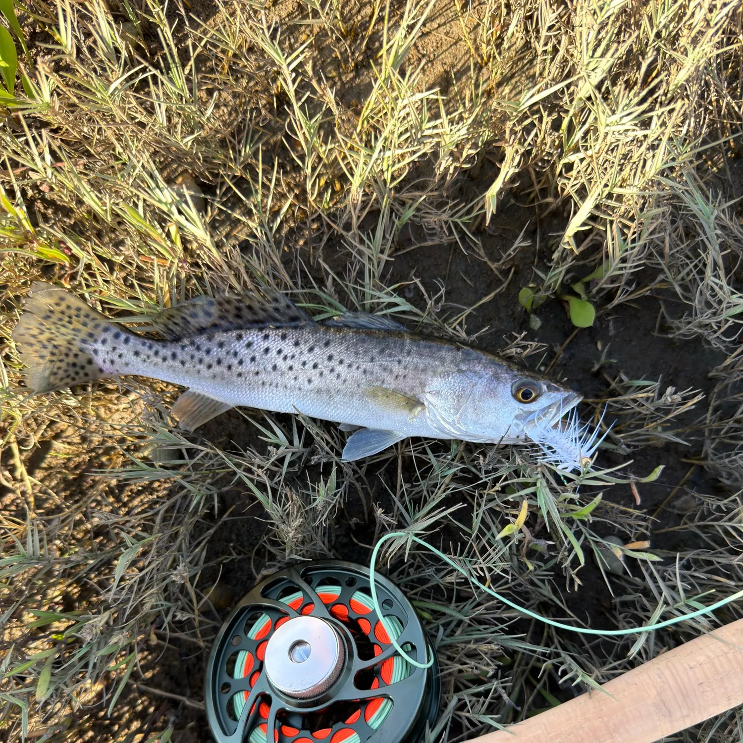 Spotted seatrout caught on Fishbrain