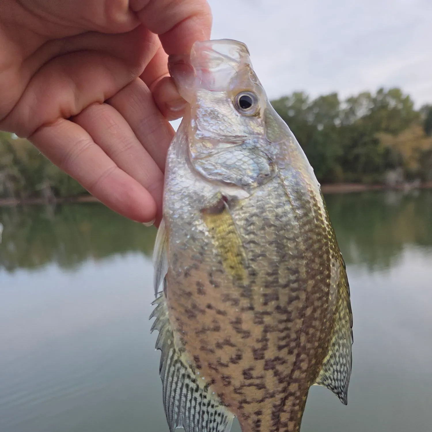 The most recent Black crappie catches on Fishbrain