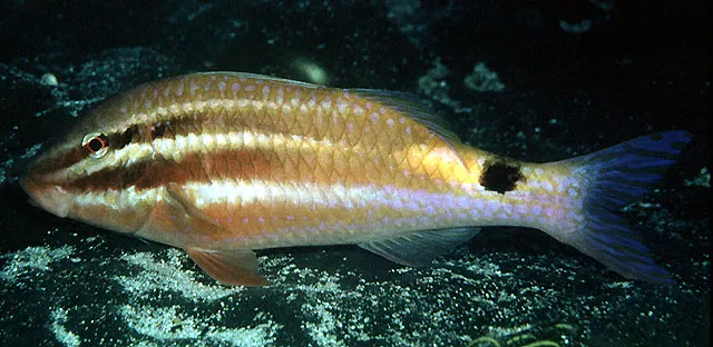 Blackspot goatfish