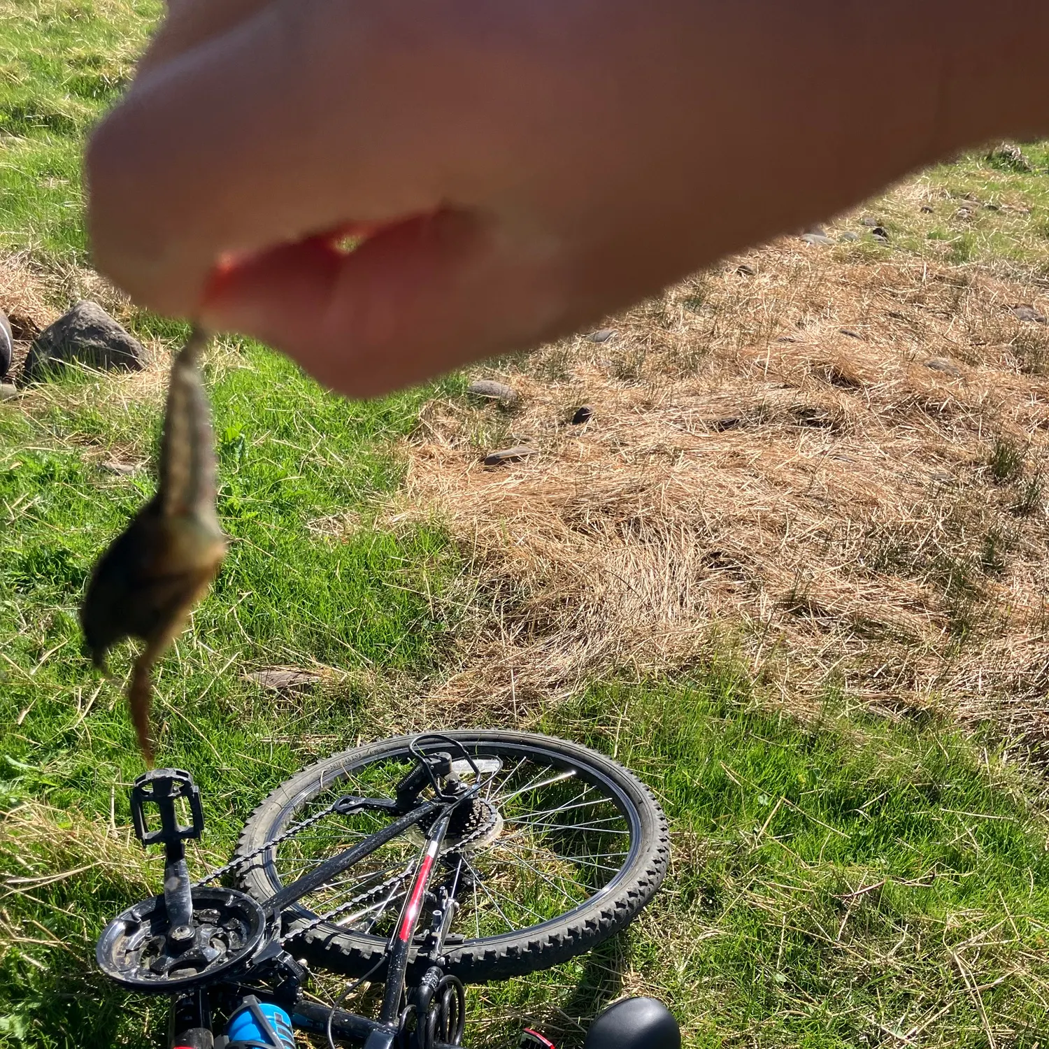 The most recent Red swamp crayfish catches on Fishbrain
