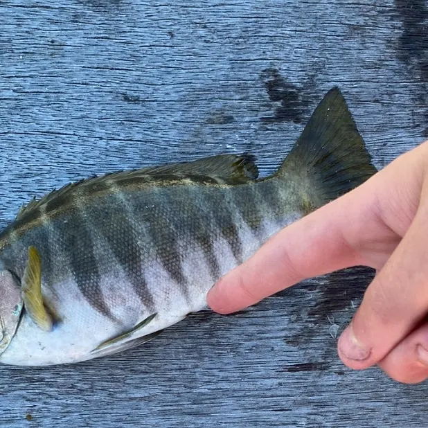 The most recent Luderick catches on Fishbrain