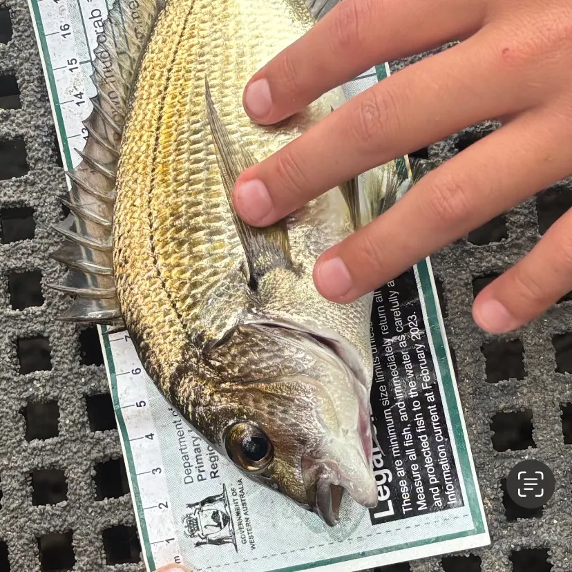 Southern black bream caught on Fishbrain