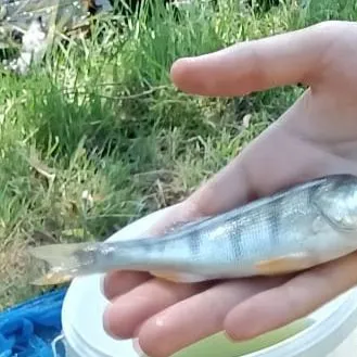 European perch caught on Fishbrain