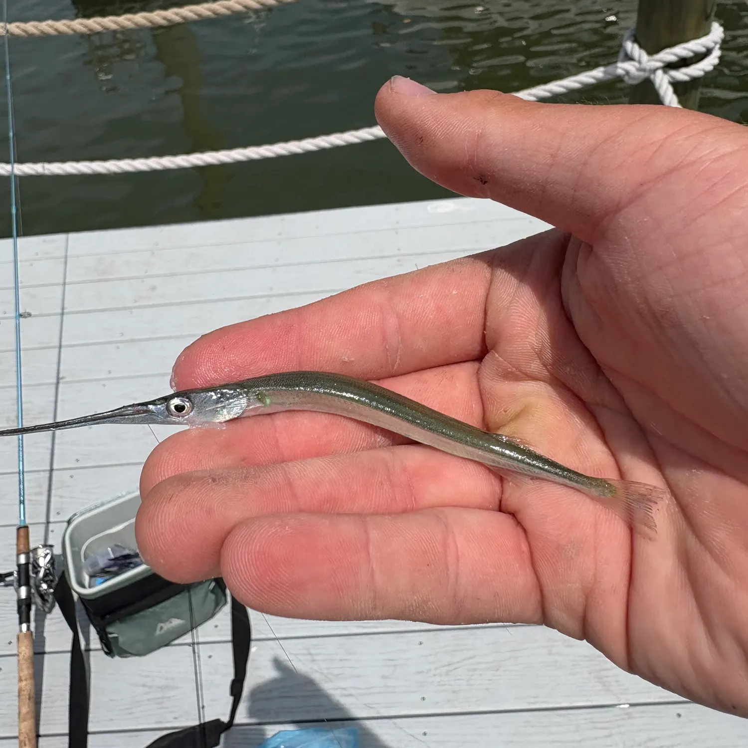 The most recent Redfin needlefish catches on Fishbrain