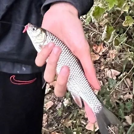 European chub caught on Fishbrain