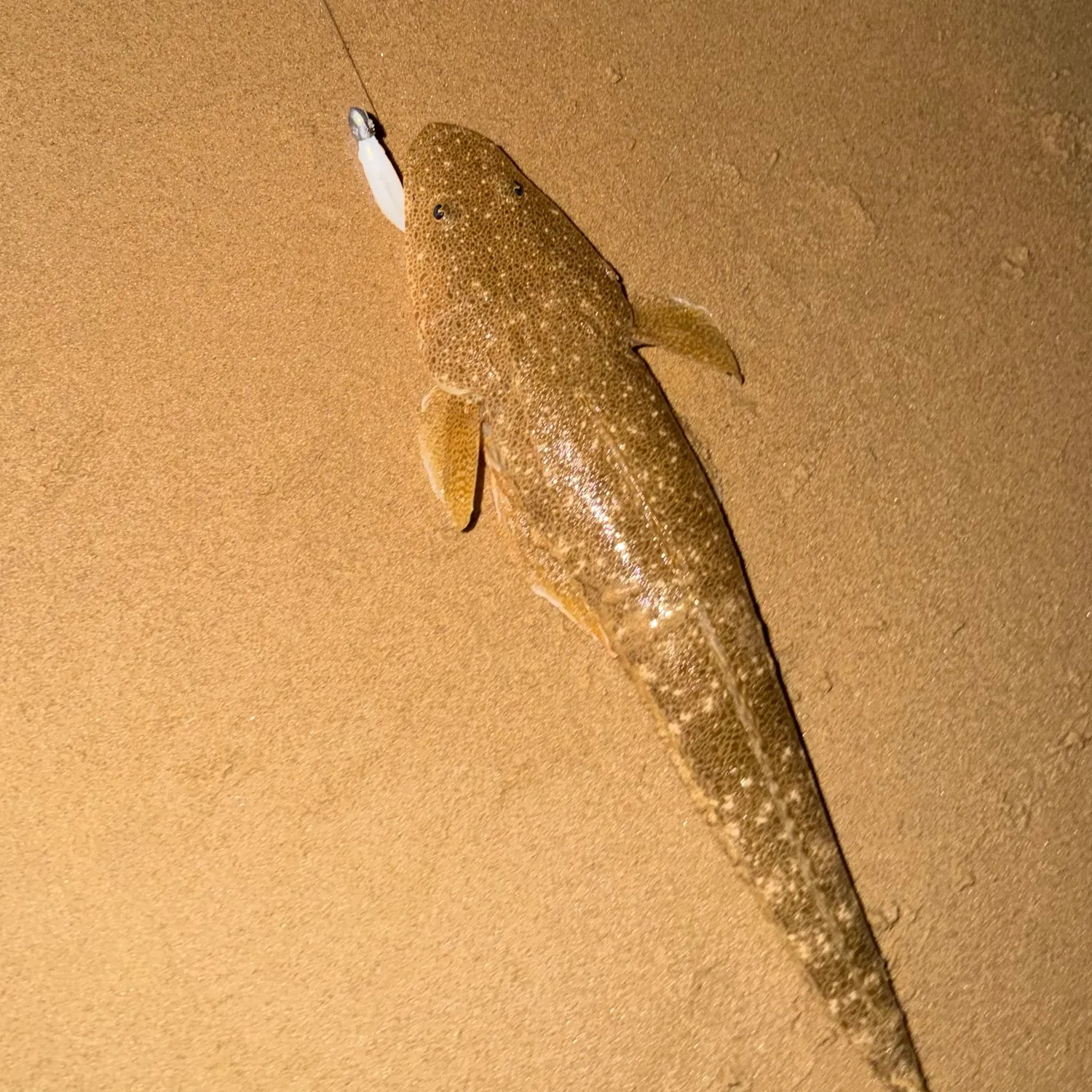 The most recent Blue-spotted flathead catches on Fishbrain