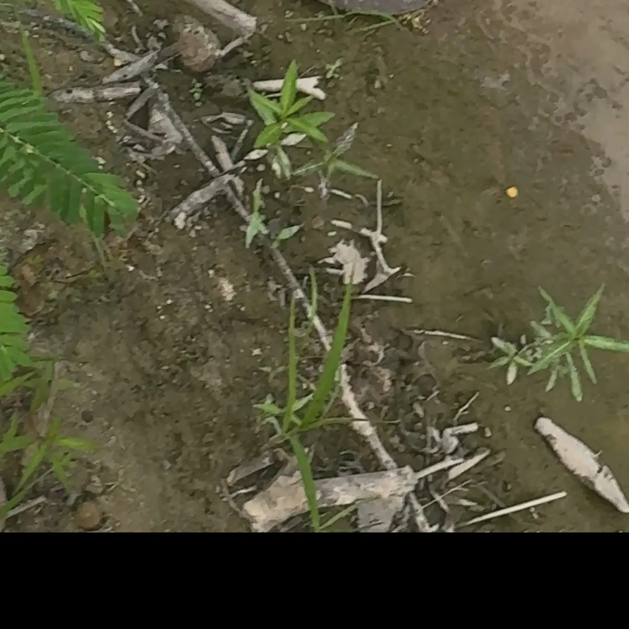 The most recent Smooth softshell turtle catches on Fishbrain