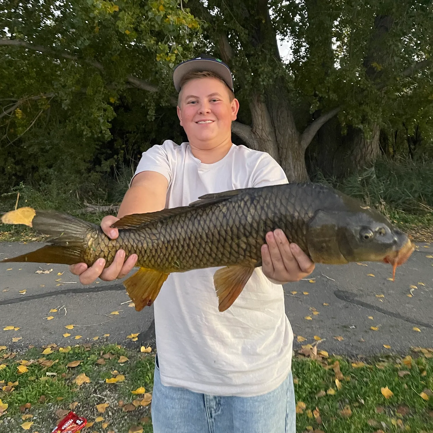 Common carp caught on Fishbrain