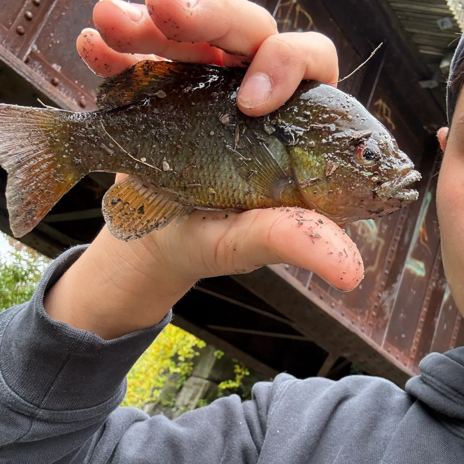 Redbreast sunfish caught on Fishbrain