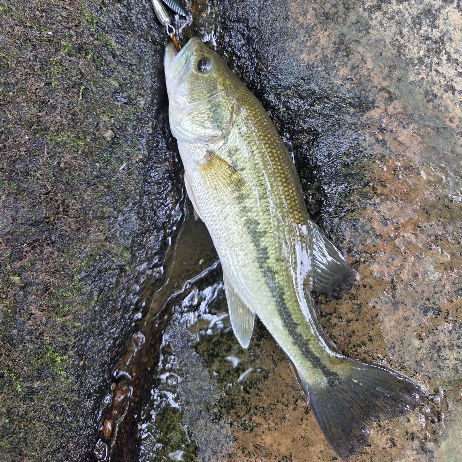 Largemouth bass caught on Fishbrain