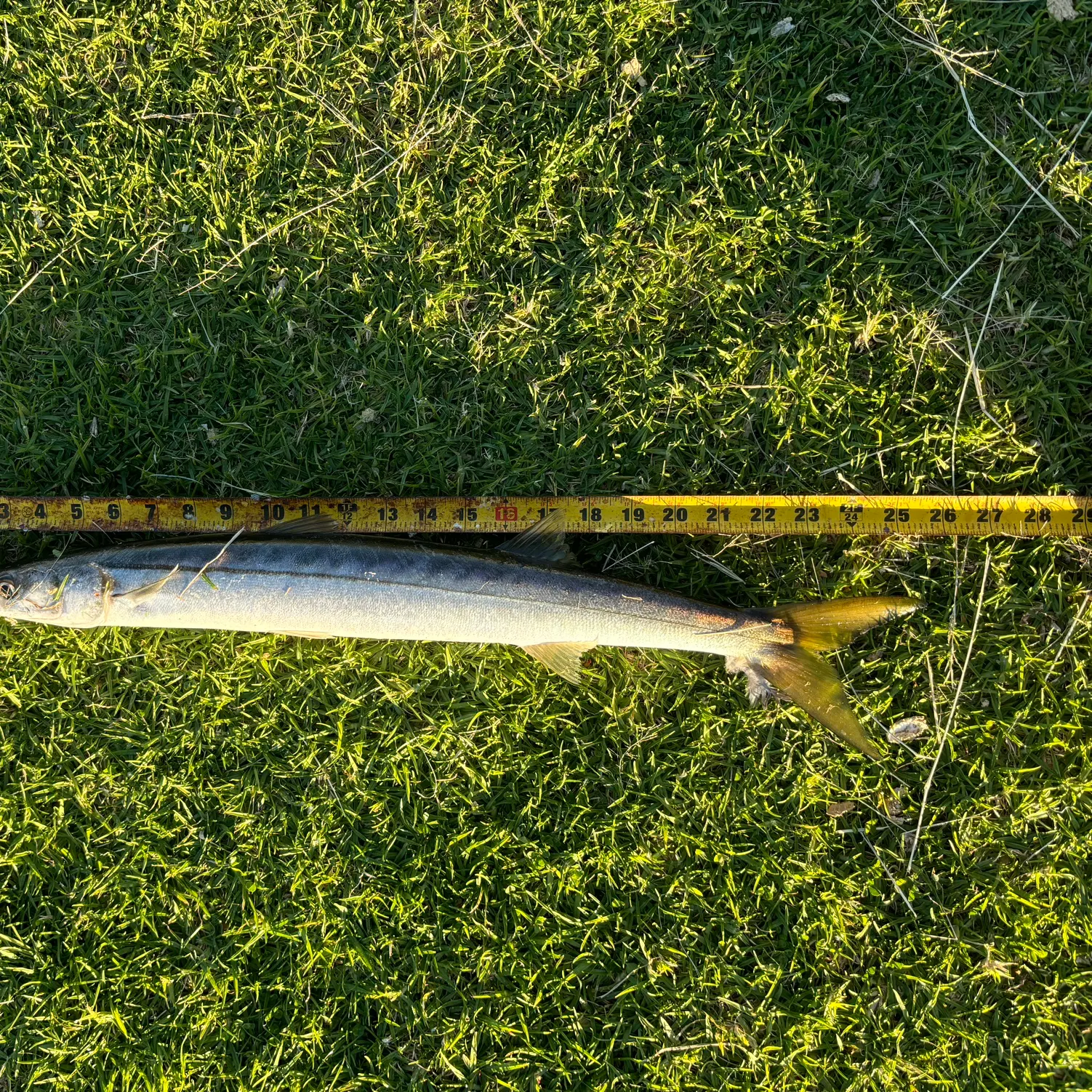 The most recent Pacific barracuda catches on Fishbrain