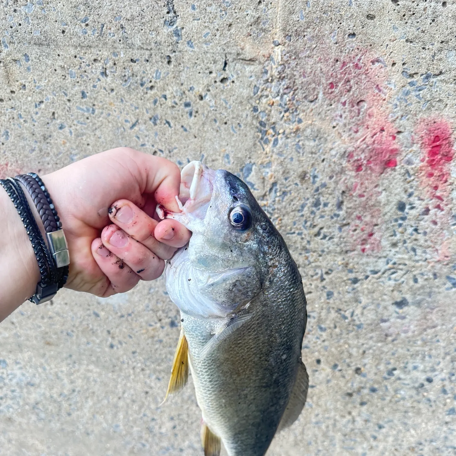 Freshwater drum caught on Fishbrain
