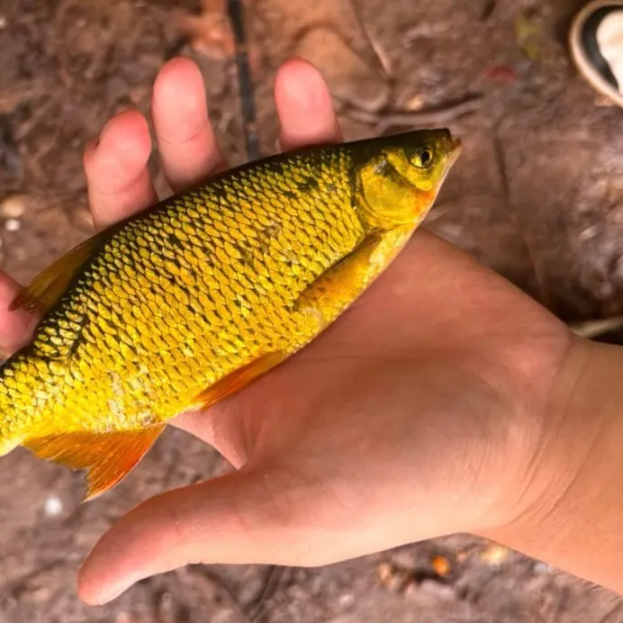 The most recent Golden shiner catches on Fishbrain