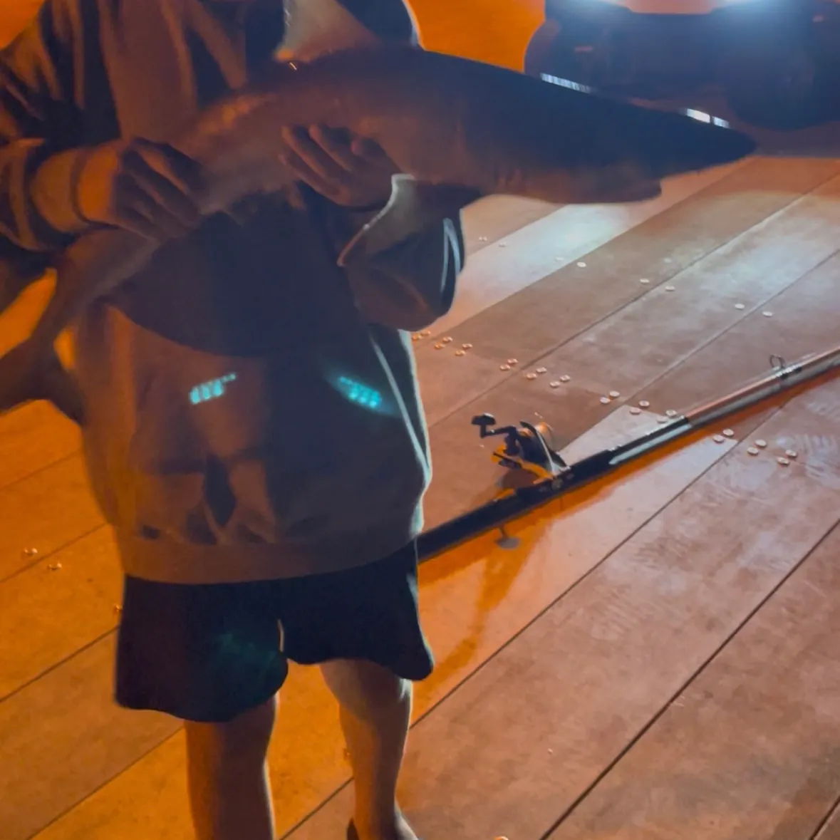 The most recent Oceanic whitetip shark catches on Fishbrain