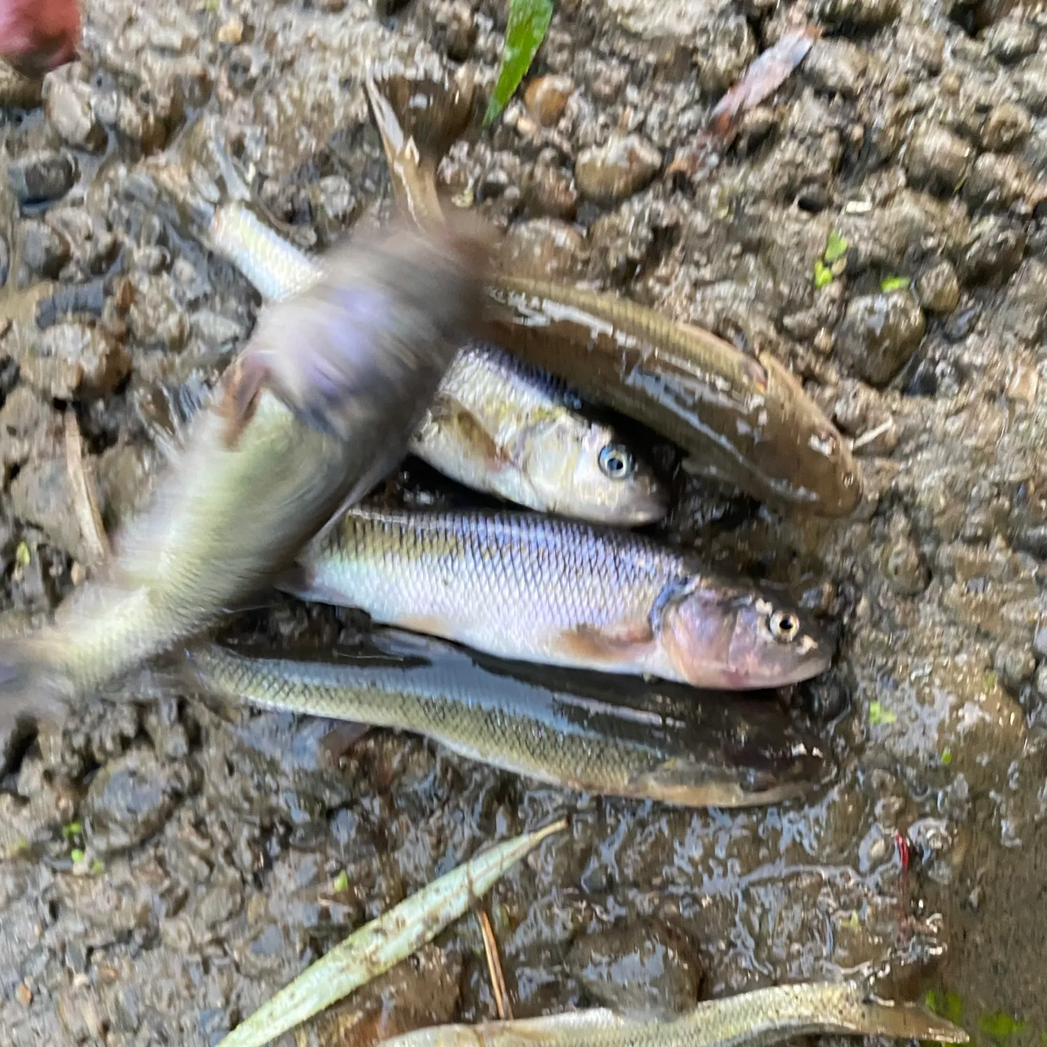 Fish caught on Fishbrain