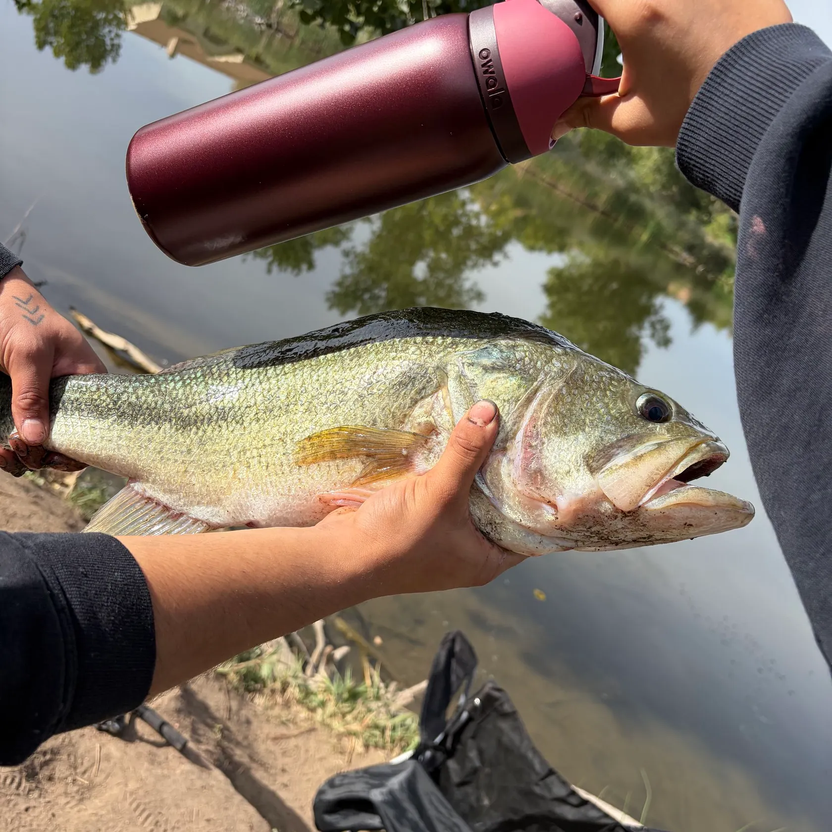 Largemouth bass caught on Fishbrain