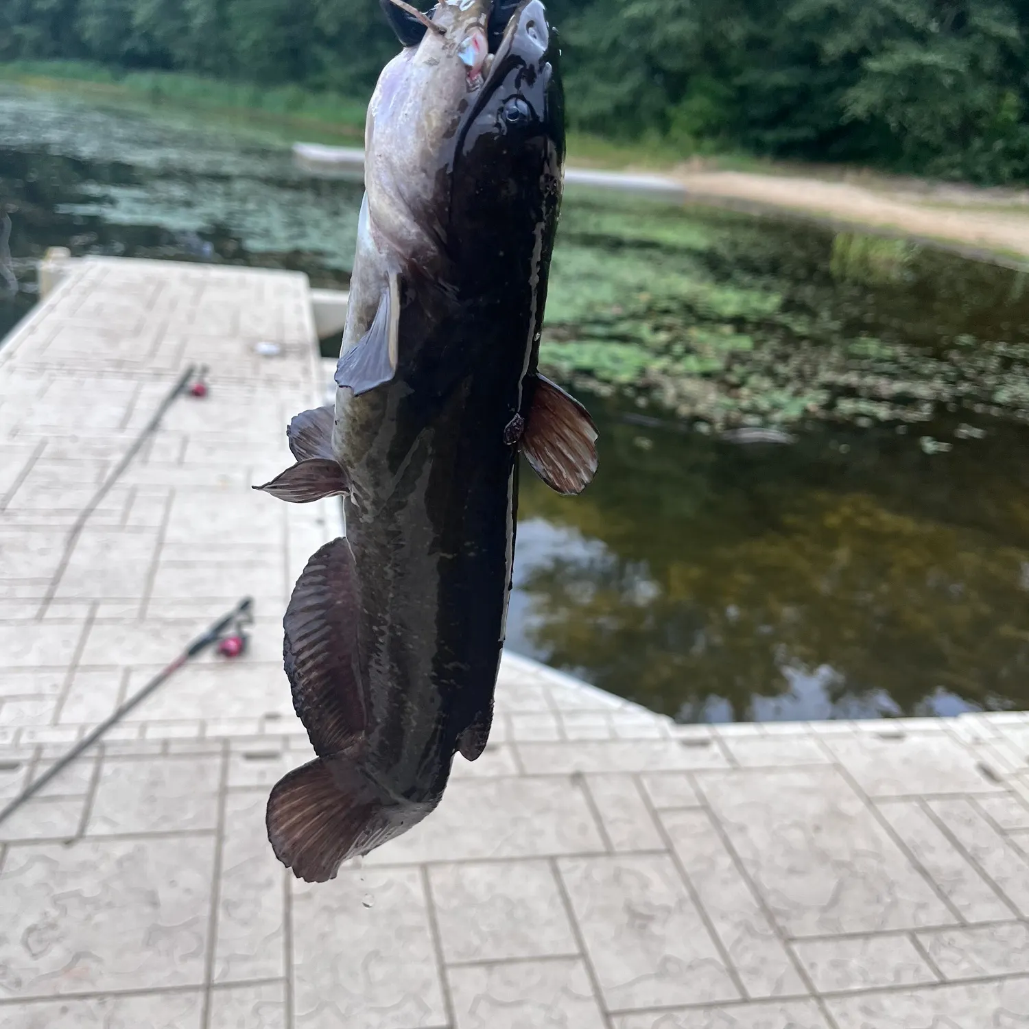 Black bullhead caught on Fishbrain