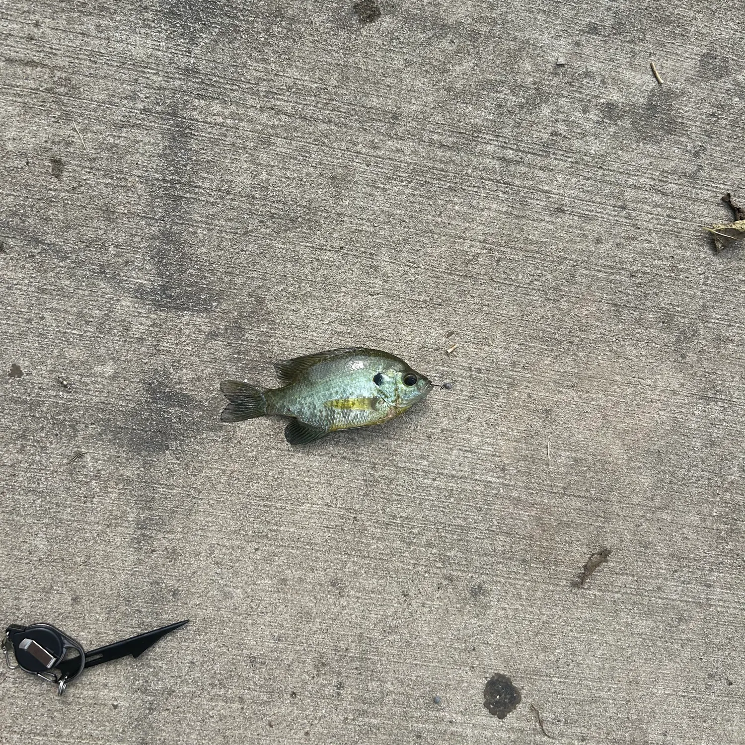 Bluegill caught on Fishbrain