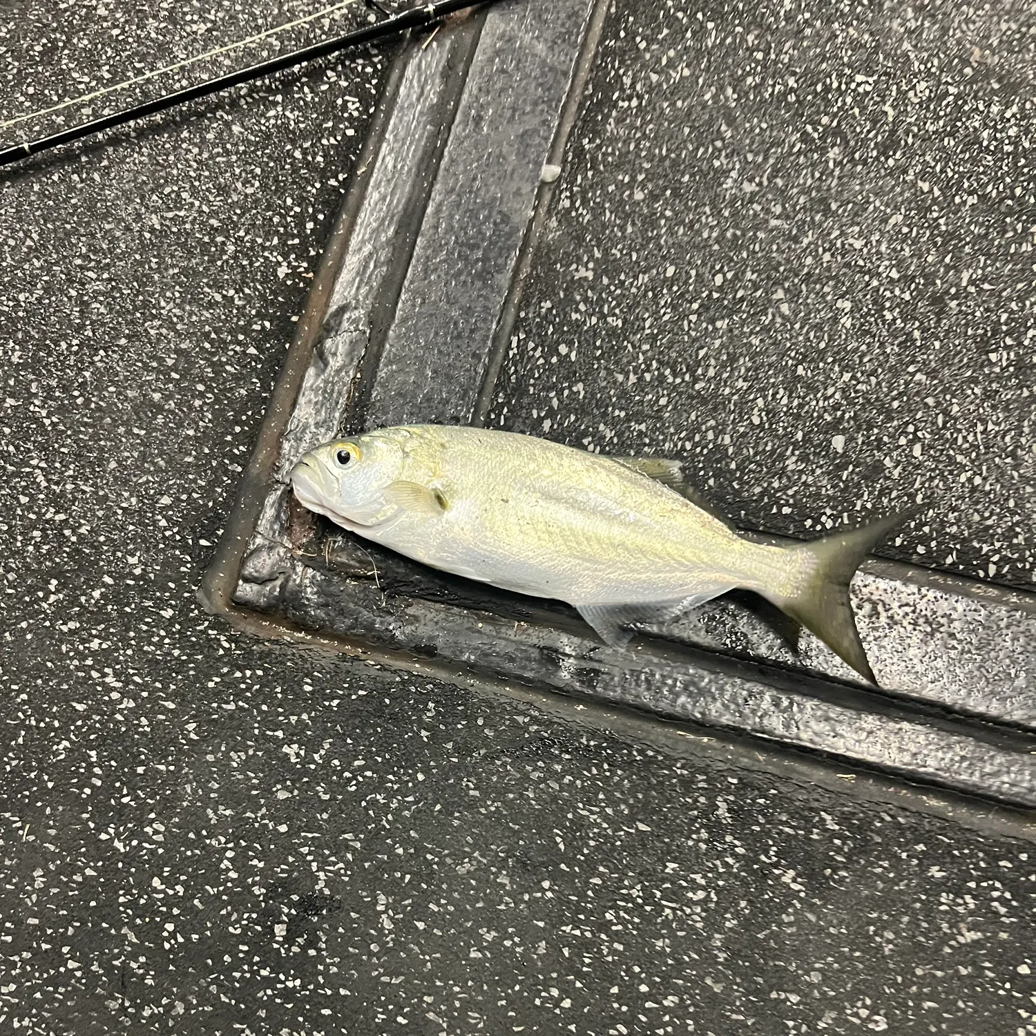 The most recent Yellow-eye mullet catches on Fishbrain