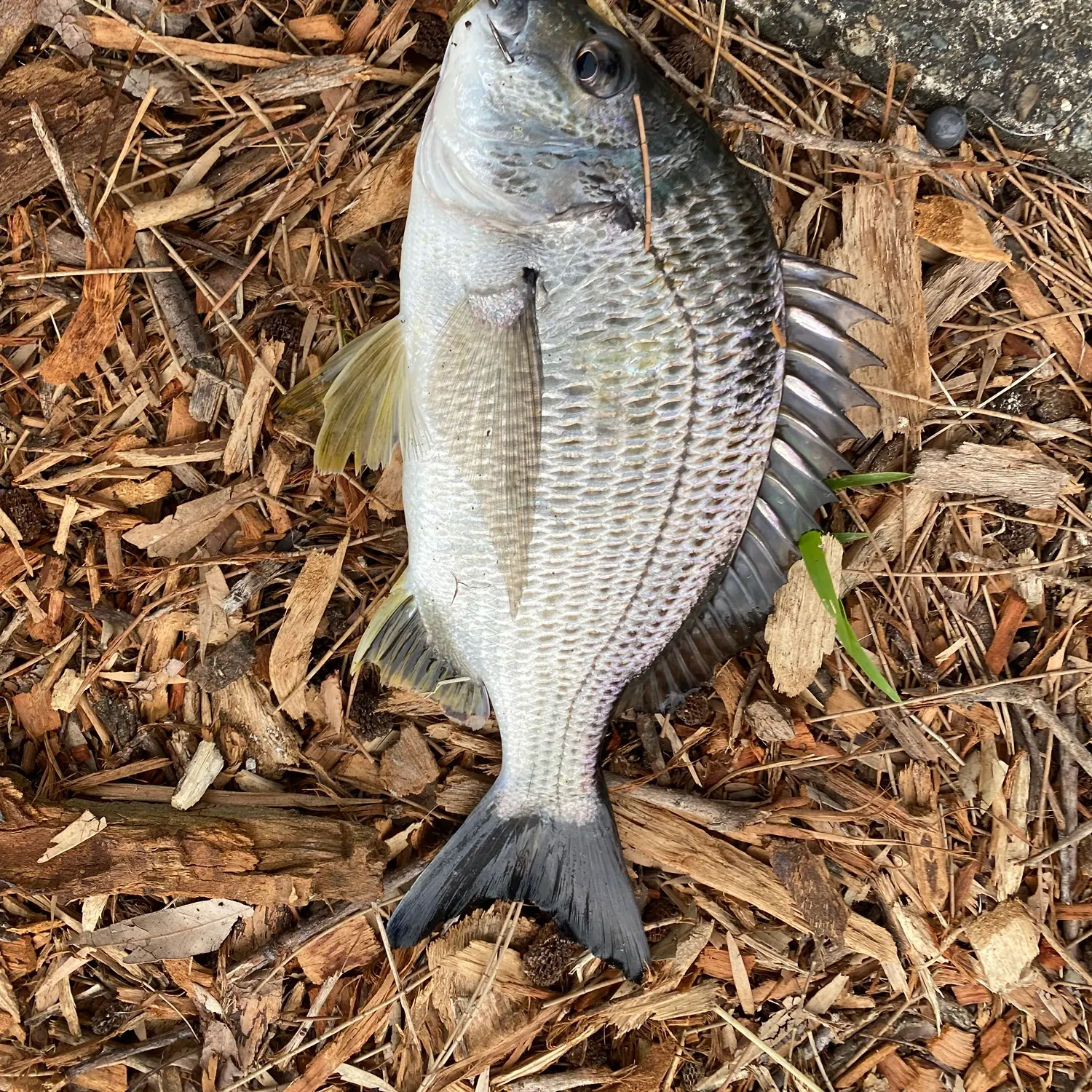 Surf bream caught on Fishbrain