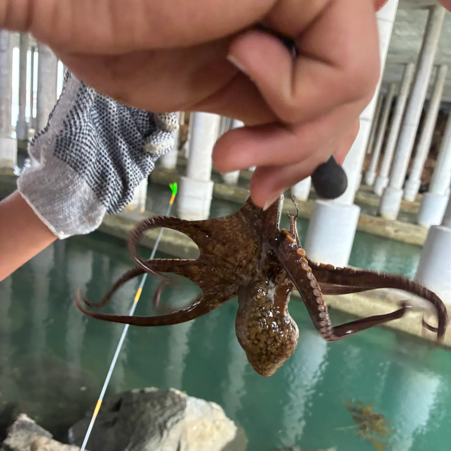 The most recent California two-spot octopus catches on Fishbrain