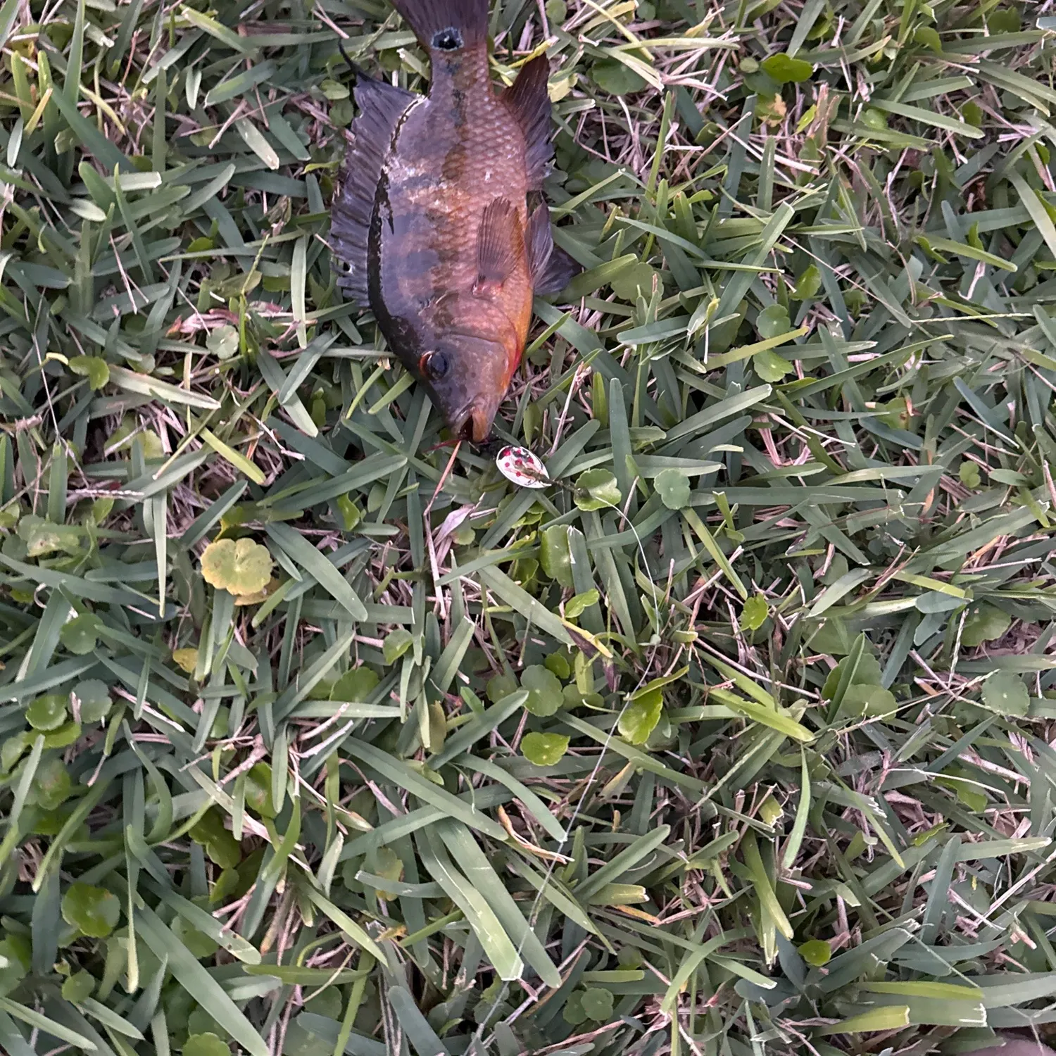 The most recent Redbreast sunfish x bluegill catches on Fishbrain