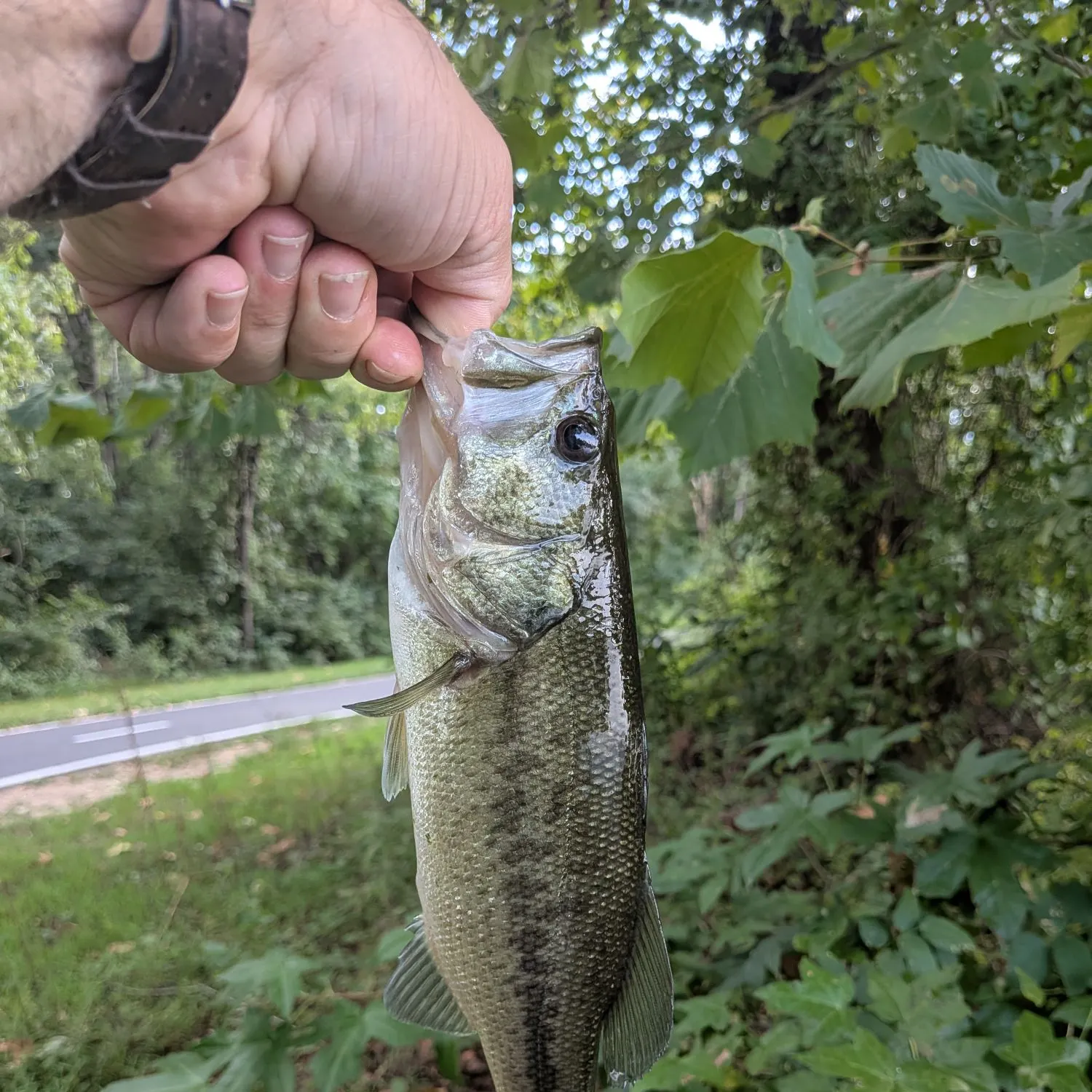 Largemouth bass caught on Fishbrain