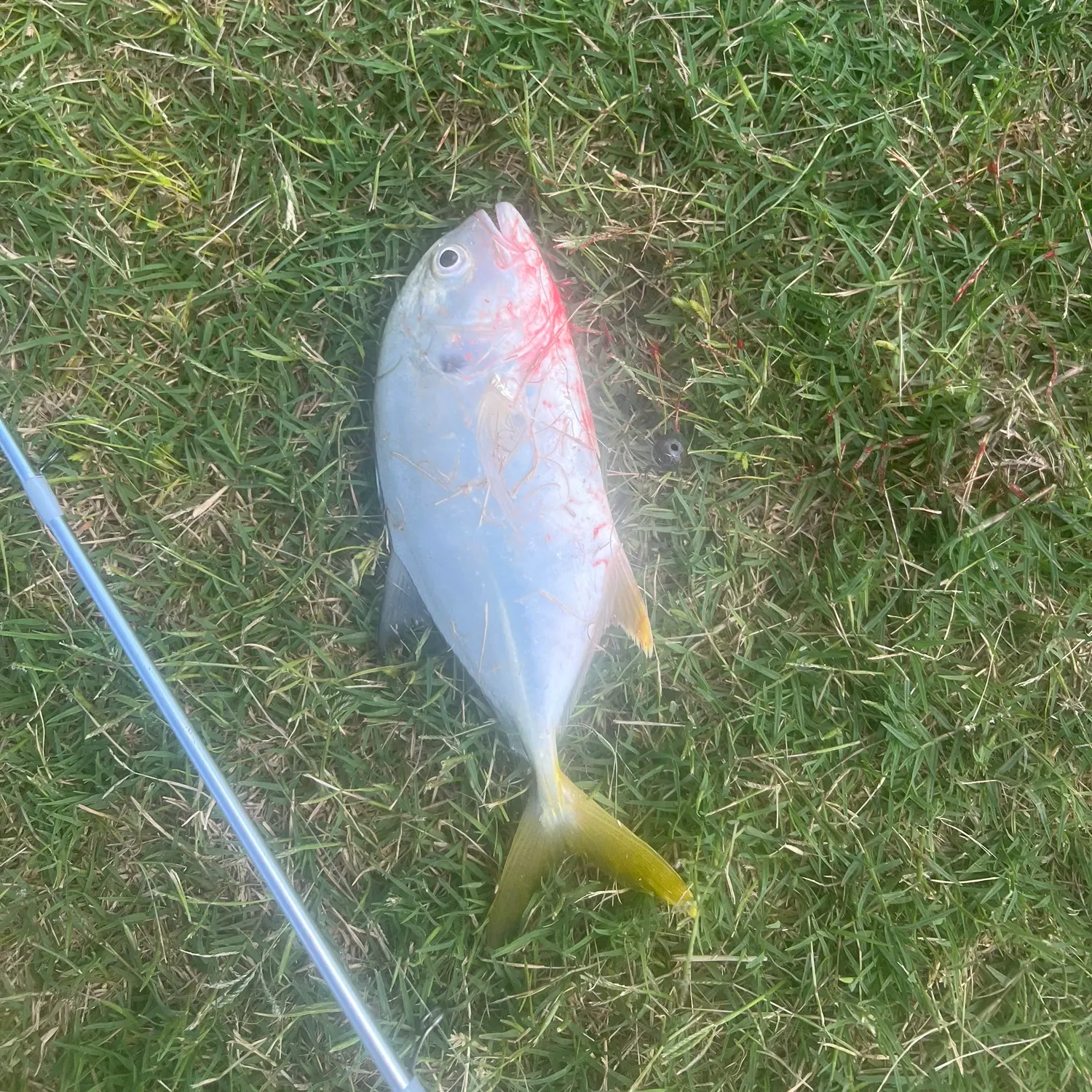 Crevalle jack caught on Fishbrain