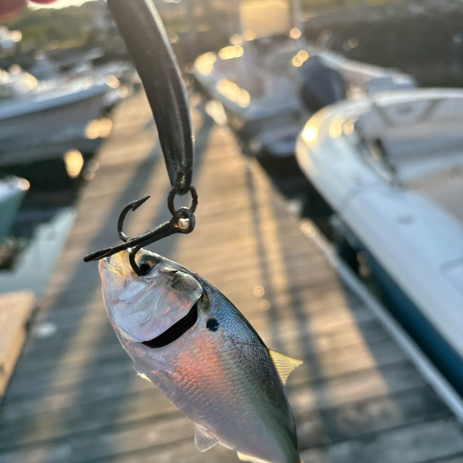 The most recent Yellowfin menhaden catches on Fishbrain