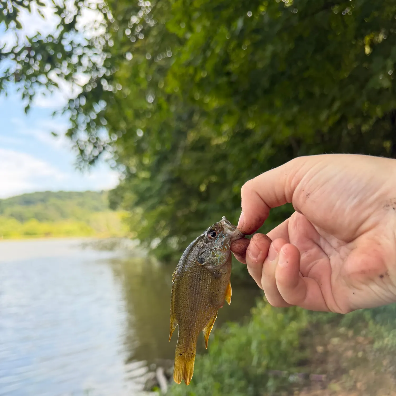 Green sunfish caught on Fishbrain