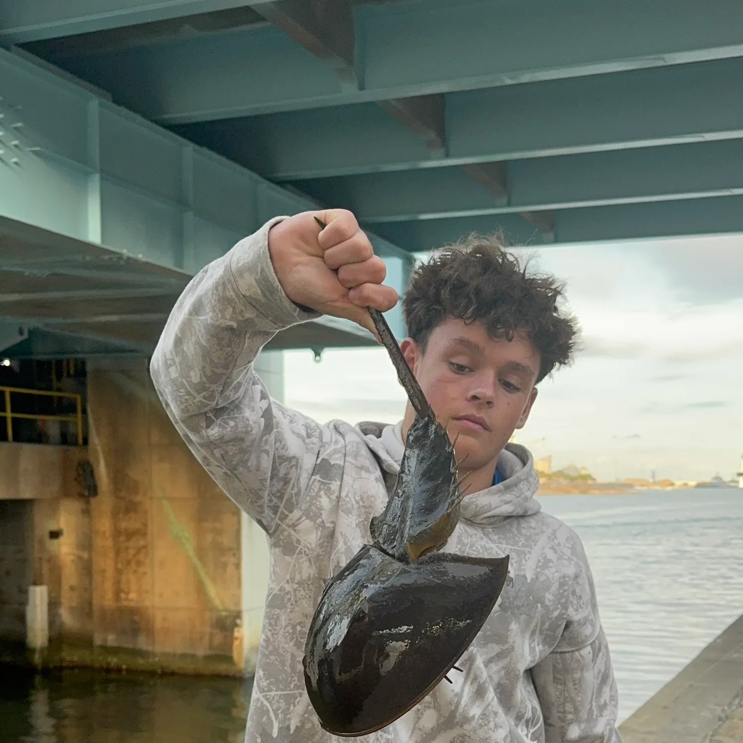 The most recent Atlantic horseshoe crab catches on Fishbrain