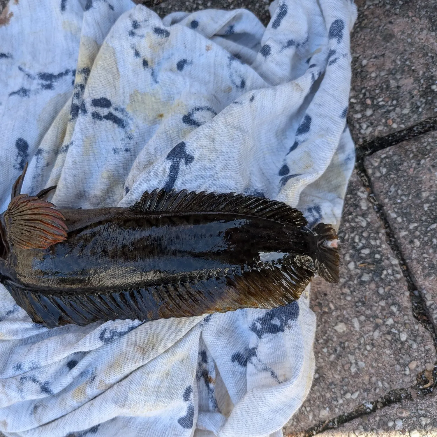 Round goby caught on Fishbrain